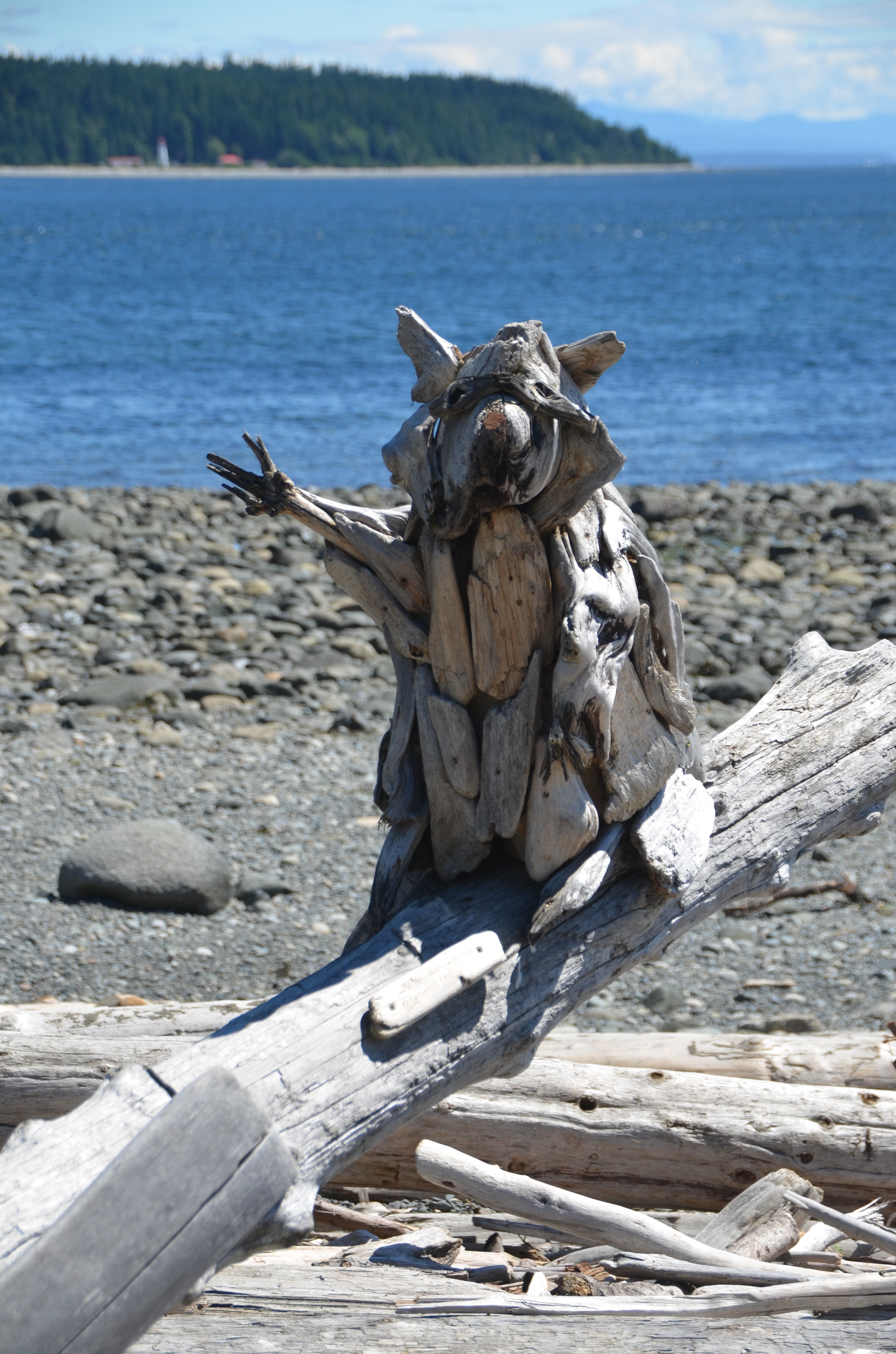 Photo of driftwood racoon in Campbell River, BC.